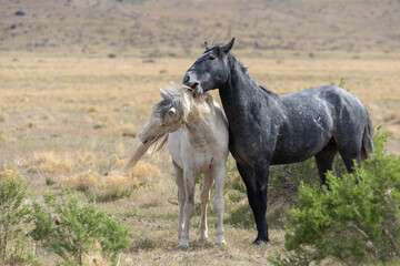 Wild Horses in the Utah Desert