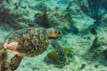 Obraz na płótnie Canvas Side view of a Green turle cruising in the waters of Little Cayman