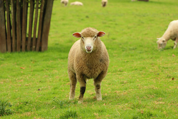 Sheep in the field of Restormel manor