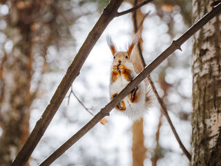 Squirrel looks at you from the top branch of a winter tree