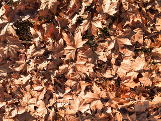 Autumn leaves background texture