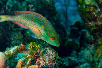 Princess Parrotfish in the waters of Little Cayman