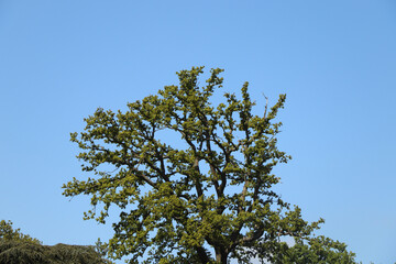Panoramic view across a wide meadow in Spring in Hertfordshire