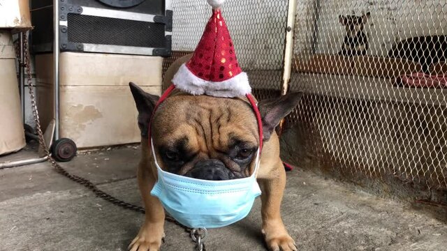 Adorable French bulldog puppy wearing surgical mask and costume with Red christmas hat,like a Santa Claus,lying on cement floor,cute dog.Decorated for christmas and new year festival.