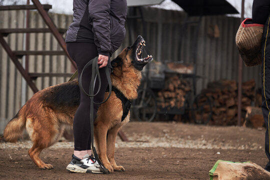 Protective training of German shepherd dog. Shepherd black and red color of working breeding from kennel. Dog protects its owner and barks at trainer.