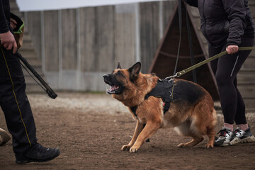 Protective training of German shepherd dog. Shepherd black and red color of working breeding from kennel. Dog protects its owner and barks at trainer.