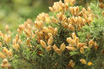 Spiky flowers under the summer sun