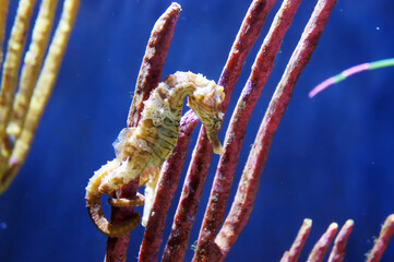 Sea, sea fish, marine life