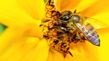 A little bee on a sunflower
