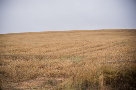 Camino de Santiago, Ledigos, Palencia