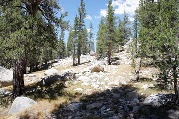 Yosemite Park, forest, USA