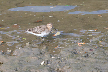 Dunlin (Calidris Alpina) on isla Cristina Spain.