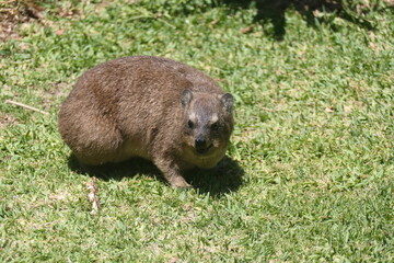 Klippschliefer (Procavia capensis), Tsitsikamma-Nationalpark, Südafrika