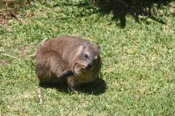 Klippschliefer (Procavia capensis), Tsitsikamma-Nationalpark, Südafrika