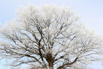 Frost