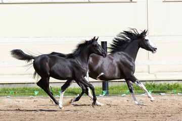 Black horse mare and young pretty arabian foal runs on sandy background, portrait in motion