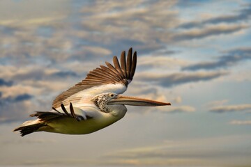Spot-billed pelican flying high over area of Ranganathittu Bird Sanctuary