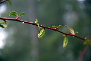 Selective focus on a branch of green leaves, with raindrops and neutral bokeh background