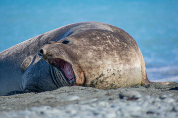 Obraz premium Elephant Seal Pup