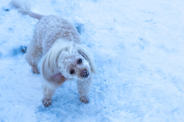Beige poodle shaking off the snow