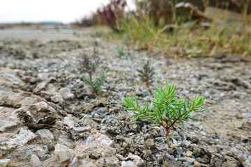 Dry mud plant Suaeda maritima   