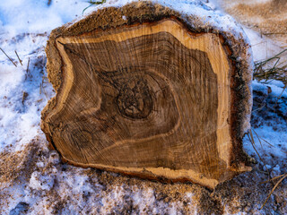 A cut of the trunk of an old oak tree in the snow with sawdust in the snow
