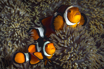 Clownfish swimming in front of its home anemone (Amphiprion ocellaris)