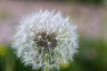 dandelion on grass