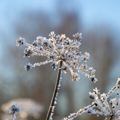 grass, branches covered with frost