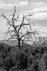 Dead tree overlooking a canyon in the Southwest United States - 401804967