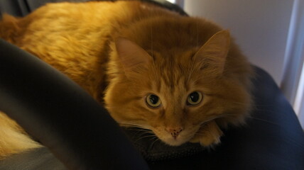 Fat ginger cat lies on a leather armchair