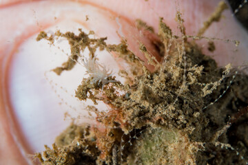Colorful Nudibranch seaslug crawling along coral reef