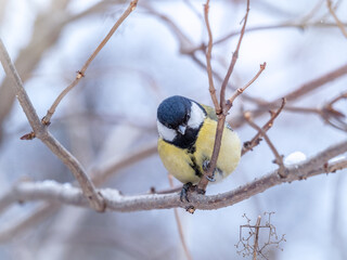 Cute bird Great tit, songbird sitting on a branch without leaves in the autumn or winter.