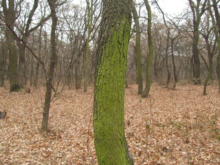 tree covered with moss in the autumn forest