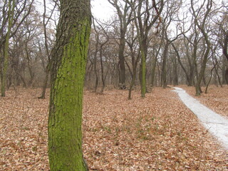 moss on the tree in the autumn forest 