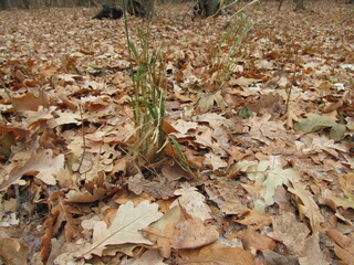 
last green grass in autumn leaves
