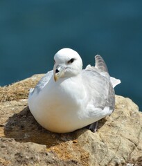 Fulmar at rest
