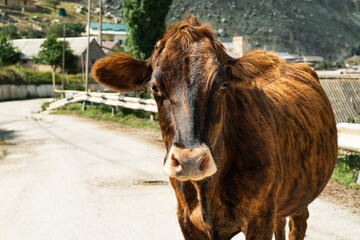 portrait of a red cow on the road looking at the camera