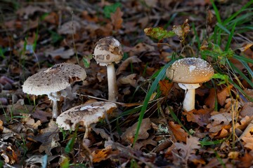 Champignons comestibles et mortel poussent cote à cote Coulemelles & amanite panthère