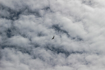 birds in the sky