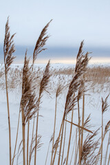 Fototapeta premium Dry grass on the winter seaside