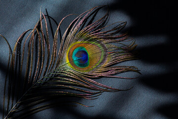 Peacock feather color full on black background and shadow masks