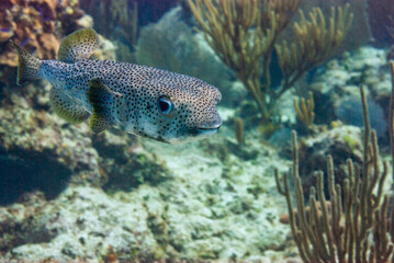 Frontal view of a Porcupinefish in Little Cayman © Focused Adventures