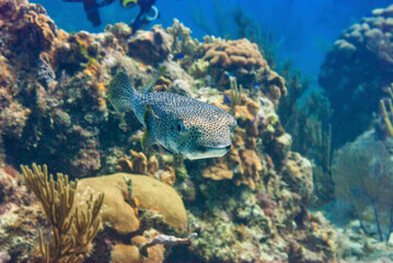 Naklejka na ściany i meble Frontal View of a Porcupinefish in Little Cayman