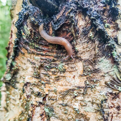 Slug moving along birch tree