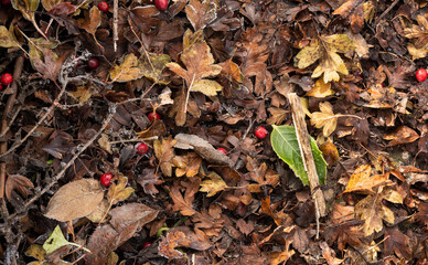 sfondo invernale con bacche e foglie secche