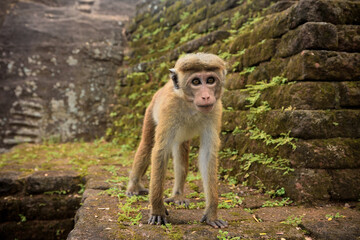 Ein Affe im Tempel des Sigiriya-Felsens in Sri Lanka