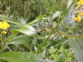 ant on a leaf