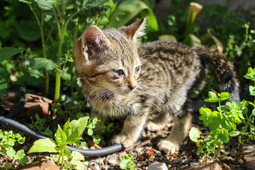 small tabby cat  “subject not in focus”