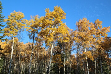 Glory Of Autumn, Jasper National Park, Alberta